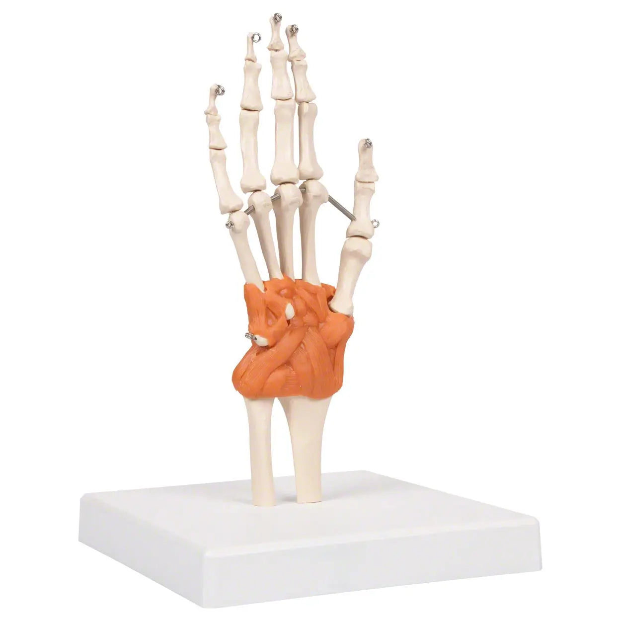 Handgelenkmodell Sport-Tec für Physiotherapie & Medizin