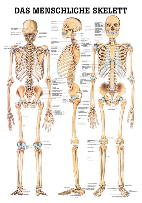 Anatomische Lehrtafel über Skelett des Menschen von Hinten, der Seite und von Vorne mit Beschriftung