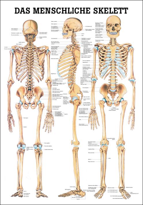 Das menschliche Skelett, Skelett - jetzt bestellen im MEDITECH24 Online Shop