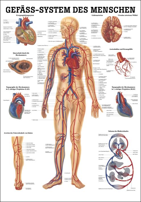 Lehrposter über Blutkreislauf mit anatomischen Darstellungen und Beschriftungen