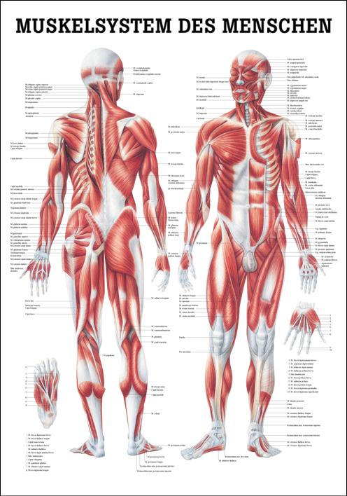 Medizin-Anatomie-Poster Rüdiger über menschliche Muskulatur mit Vorder- und Rückseite des Körpers inkl. Beschriftung