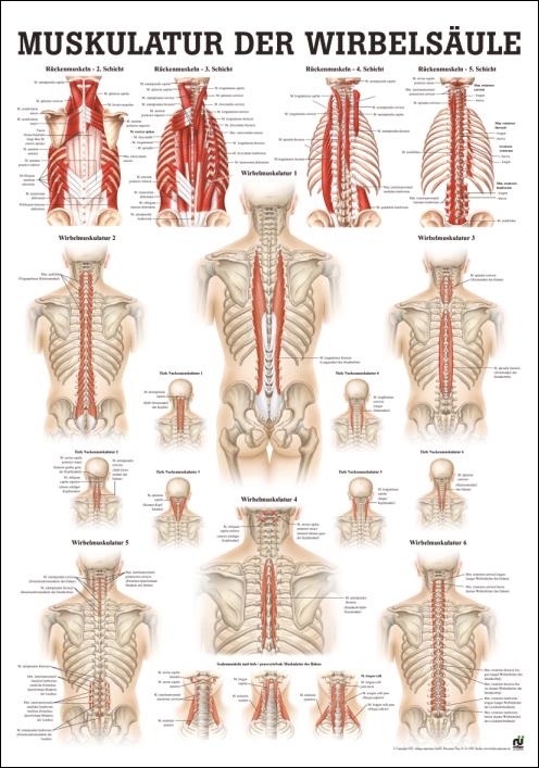 Anatomische Lehrtafel über Muskulatur der Wirbelsäule mit Detaildarstellungen und Beschriftungen