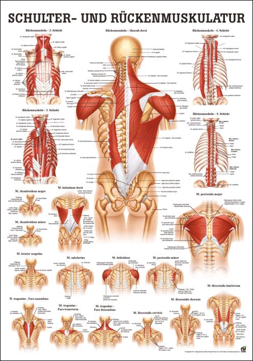 Anatomie-Poster über Schulter- & Rückenmuskulatur mit anatomischen Darstellungen und Beschriftungen