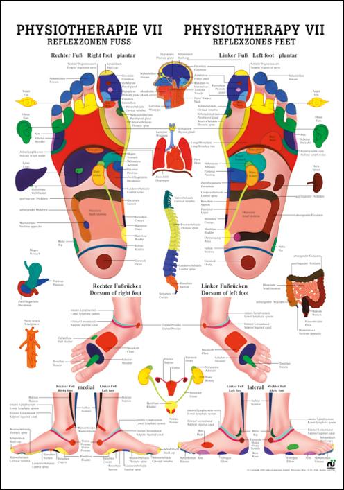 Reflexzonen-Poster Rüdiger Physiotherapie VII für Füße mit Darstellungen Beschriftungen