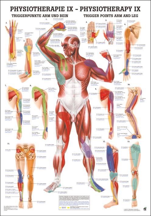Triggerpunkte-Poster Rüdiger Physiotherapie IX an Arm und Bein mit Detaildarstellungen und Beschriftungen