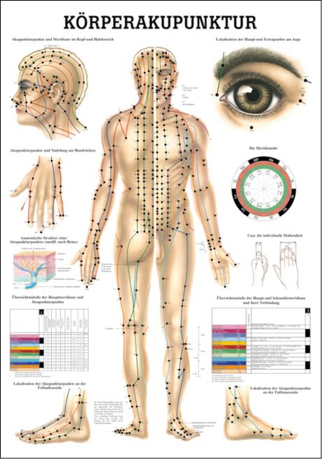 Anatomieposter Rüdiger Körperakupunktur mit Detaildarstellungen und Beschriftung