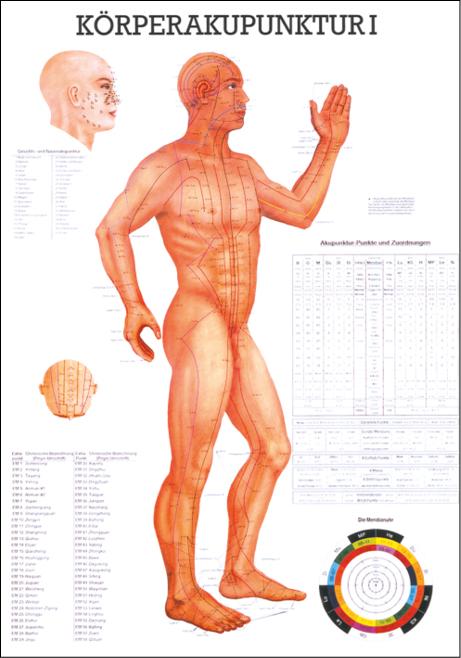 Lehrtafel Rüdiger Körperakupunktur I mit anatomischen Darstellungen und Beschriftungen