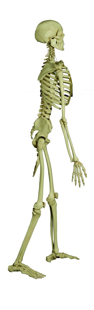 Menschliches Gerippe Standard in Seitenansicht