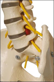 Lendenwirbel des flexiblem Skeletts