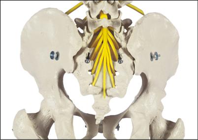 Lendenbereich des flexiblem Skeletts
