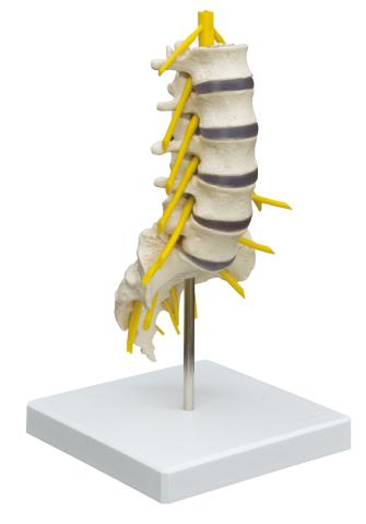 Lendenteil des Anatomie-Modell der Wirbelsäule mit Stativ