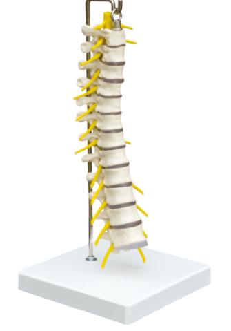 Nacken- und Rückenteil des Anatomie-Modells der Wirbelsäule mit Stativ