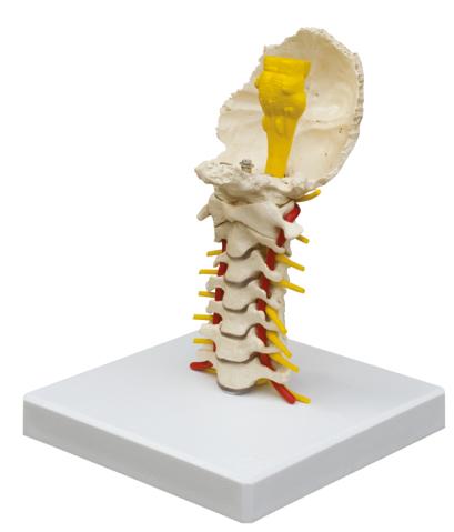 Halsbereich des Anatomie-Modells der Wirbelsäule mit Stativ