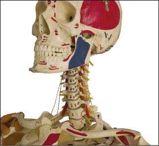 Kopf des beschrifteten menschlichen Skeletts Super-Duper