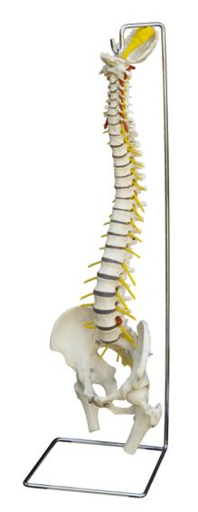 Komplettes Anatomie-Modell der Wirbelsäule mit Lende auf Stativ