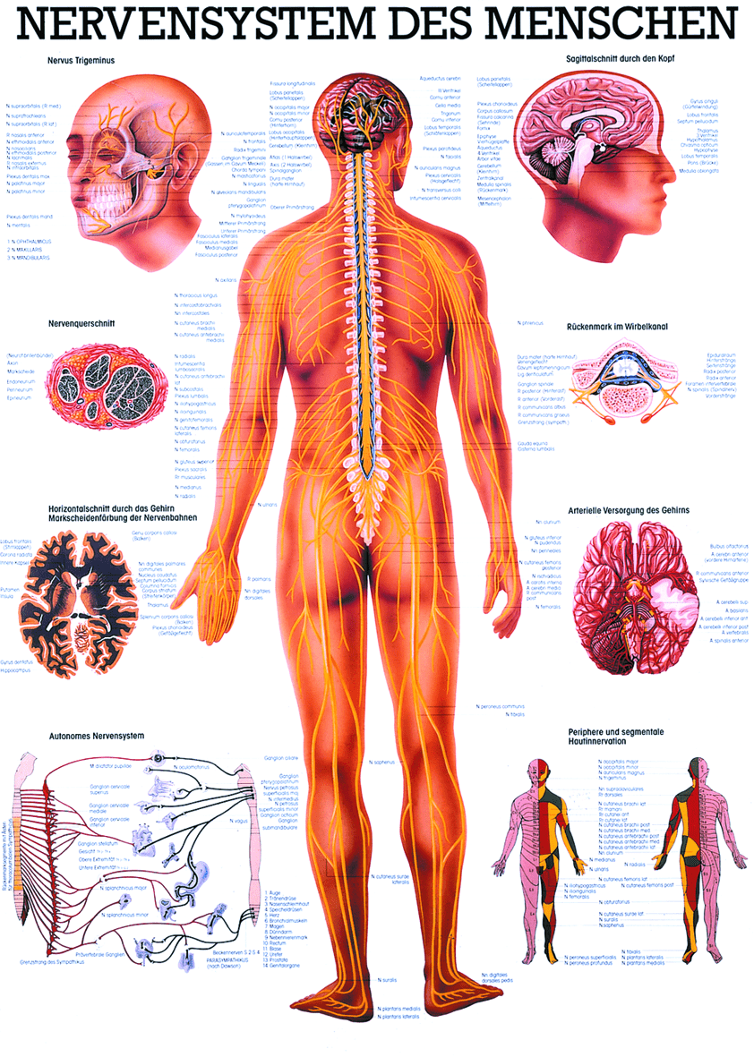 Anatomie-Poster über Nervensystem des Menschen mit Darstellungen und Beschriftungen