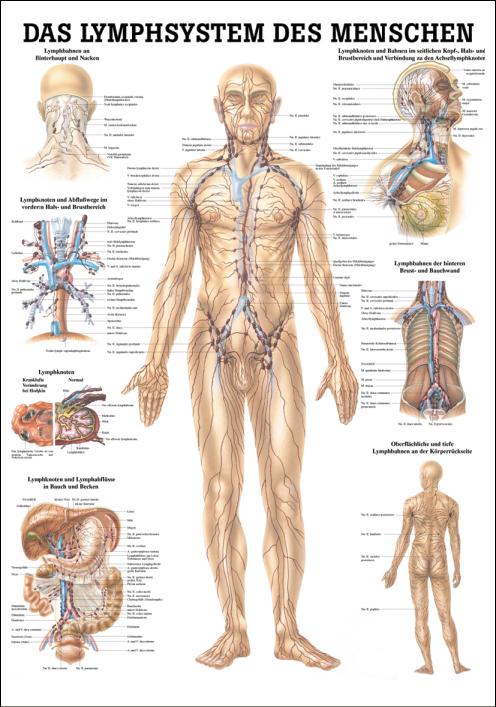 Das Lymphsystem des Menschen, Lymphsystem - jetzt bestellen im MEDITECH24 Online Shop