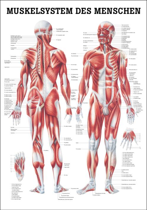 Muskelsystem des Menschen, Muskelsystem - jetzt bestellen im MEDITECH24 Online Shop