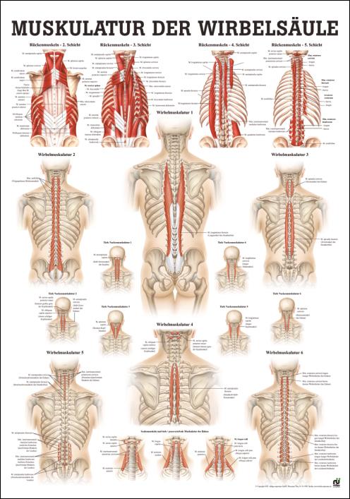 Muskulatur der Wirbelsäule, Muskelsystem - jetzt bestellen im MEDITECH24 Online Shop