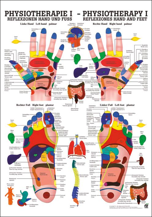 Physiotherapie I: Reflexzonen Hand und Fuß, Physiotherapie - jetzt bestellen im MEDITECH24 Online Shop