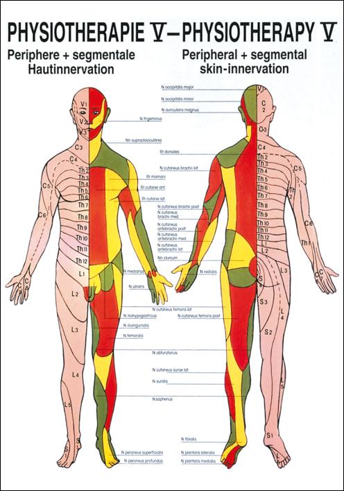 Physiotherapie V: Hautinnervationen, Physiotherapie - jetzt bestellen im MEDITECH24 Online Shop