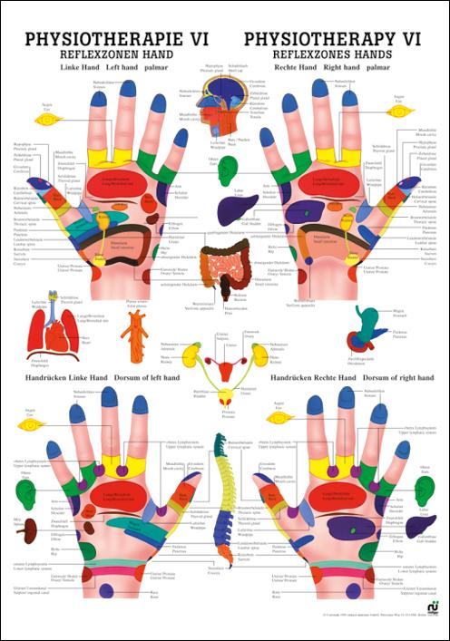 Physiotherapie VI: Reflexzonen Hand, Physiotherapie - jetzt bestellen im MEDITECH24 Online Shop