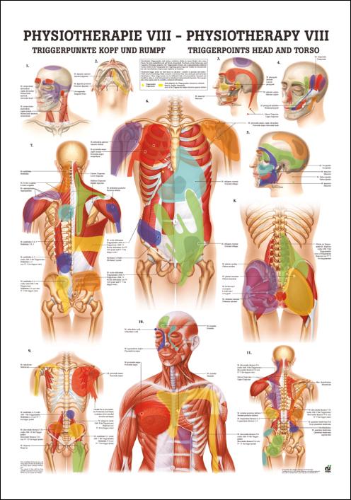 Physiotherapie VIII: Triggerpunkte Kopf u. Rumpf, Physiotherapie - jetzt bestellen im MEDITECH24 Online Shop