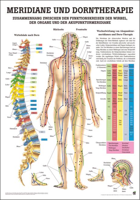 Meridiane und Dorntherapie, Dorntherapie - jetzt bestellen im MEDITECH24 Online Shop