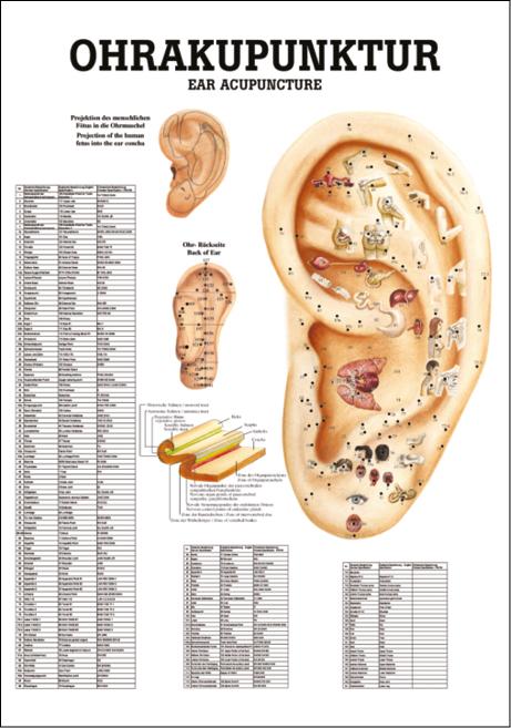 Ohrakupunktur, Akupunktur - jetzt bestellen im MEDITECH24 Online Shop