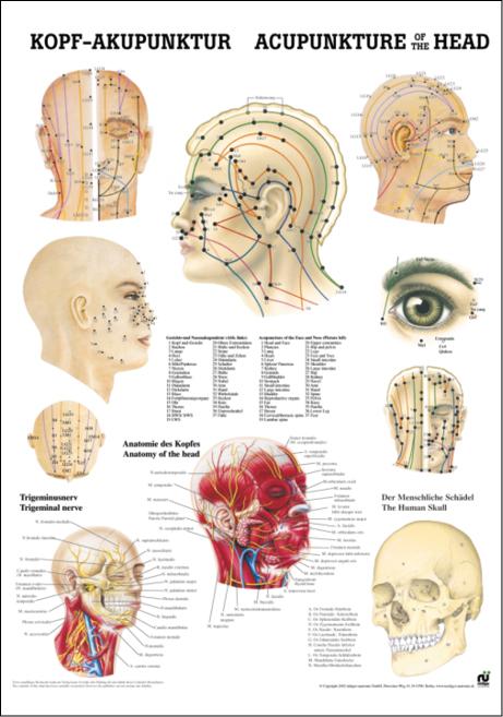 Anatomietafel Rüdiger Kopfakupunktur mit Darstellungen und Beschriftung