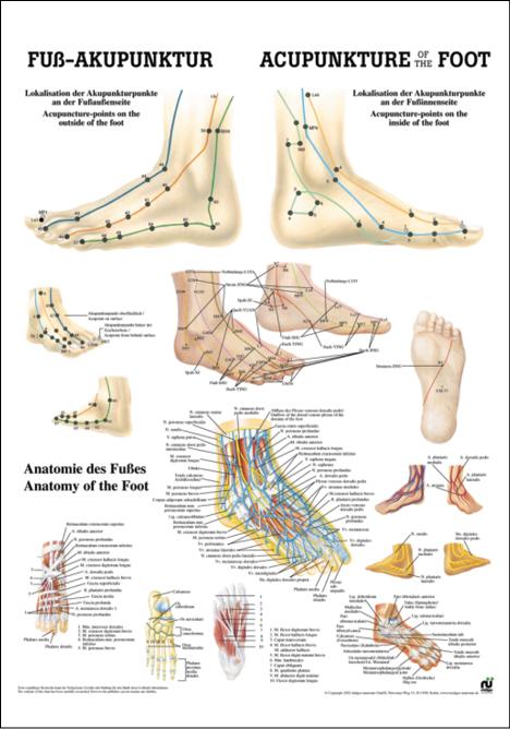 Anatomieposter Rüdiger Fußakupunktur mit Schaubildern und textlichen Erklärungen
