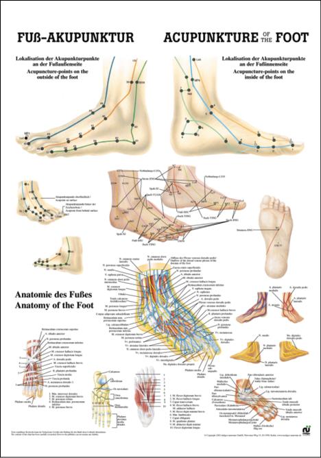 Fußakupunktur, Akupunktur - jetzt bestellen im MEDITECH24 Online Shop