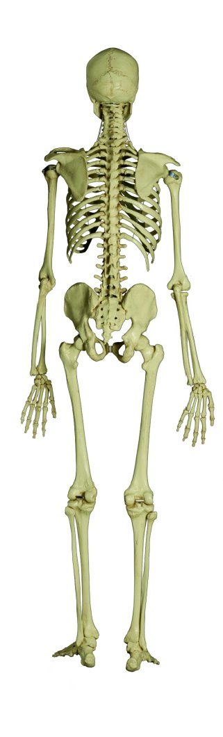 Menschliches Gerippe Standard in Rückansicht