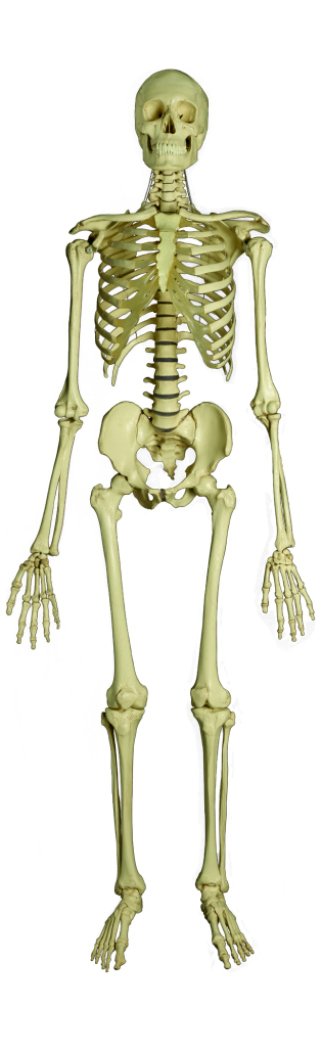 Skelett - Standard, Skelett - jetzt bestellen im MEDITECH24 Online Shop