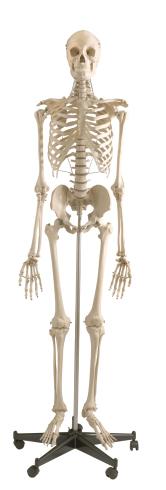 Skelett - Standard, Skelett - jetzt bestellen im MEDITECH24 Online Shop