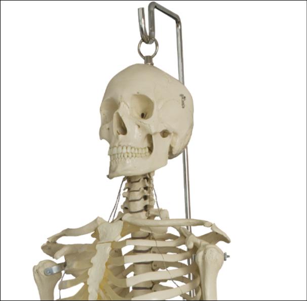 Kopfansicht des Menschenskeletts Rüdiger mit Stativ 
