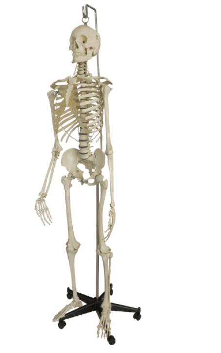 Hängendes Skelett, Skelett - jetzt bestellen im MEDITECH24 Online Shop