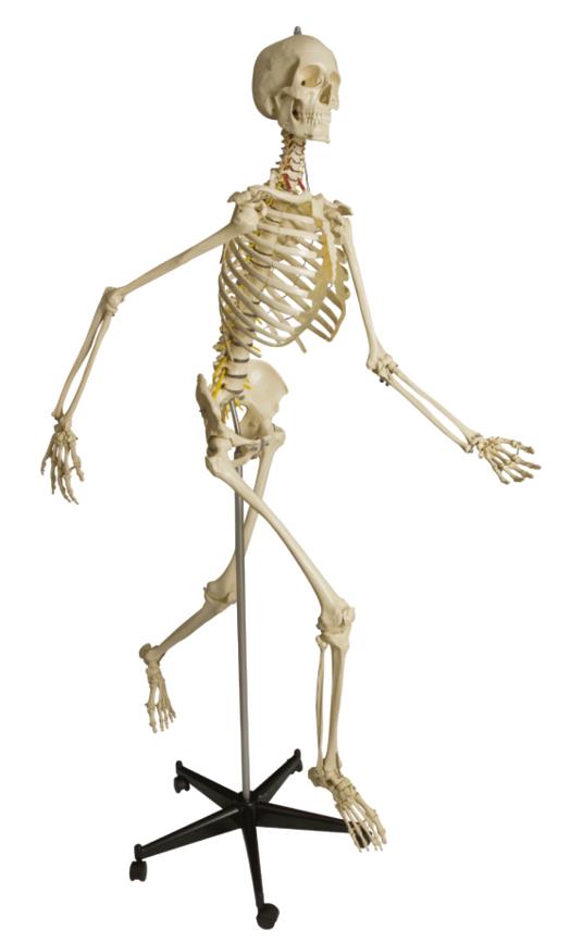 Physiologisches Skelett Rüdiger in Rennposition auf Stativ