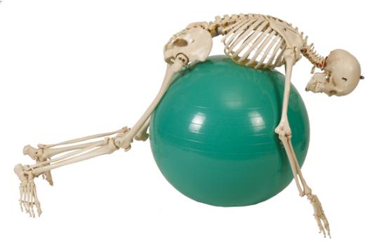 Physiologisches Skelett, Skelett - jetzt bestellen im MEDITECH24 Online Shop