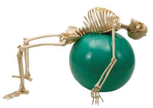 Physiologisches Skelett, Skelett - jetzt bestellen im MEDITECH24 Online Shop