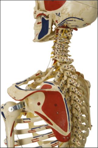 Kopf und Halswirbel des beschrifteten menschlichen Skeletts Super-Duper