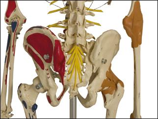 Lendenbereich des beschrifteten menschlichen Skeletts Super-Duper von der Rückseite