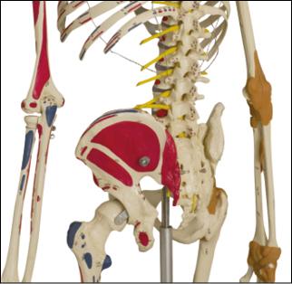 Lendenbereich des beschrifteten menschlichen Skeletts Super-Duper von der Seite