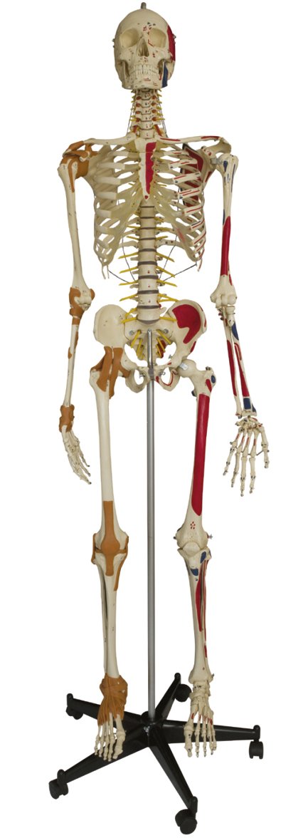 Beschriftetes menschliches Skelett (Originalgröße) – Super-Duper, Hersteller: rüdiger-anatomie Gesellschaft mbH, ideal für Lehre im Medizinstudium an der Universität, für Ausbildung in der Physiotherapie, für die Ausstattung Ihrer Schule, für Praxisbedarf, Skelett - jetzt bestellen im MEDITECH24 Online Shop