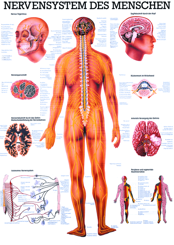 Nervensystem des Menschen, Nervensystem - jetzt bestellen im MEDITECH24 Online Shop